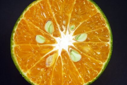 découvrez les nombreux avantages de la vitamine c pour votre santé : renforcement du système immunitaire, protection antioxydante, amélioration de la peau et bien plus encore. explorez comment intégrer cette vitamine essentielle dans votre alimentation quotidienne.