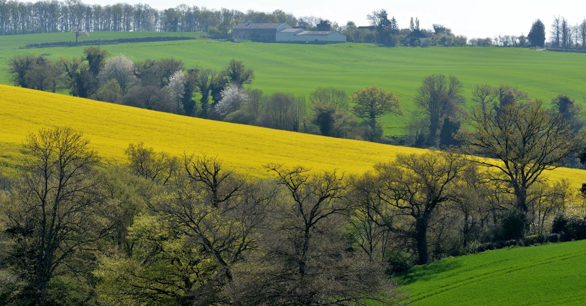 découvrez tout sur la fièvre jaune, une maladie virale transmise par les moustiques. informez-vous sur ses symptômes, sa prévention et les régions à risque pour mieux vous protéger.